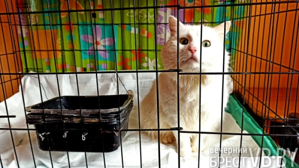 Надежду можно спасти! Как помочь госпиталю для бездомных животных в Бресте