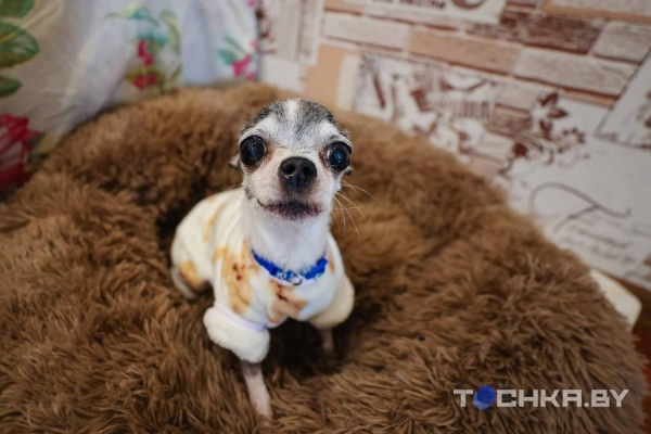 Девушка с инвалидностью спасает парализованных животных и делает им коляски