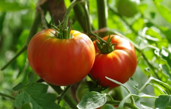 12 килограммов с квадратного метра! Белорусские ученые вывели чудо-помидор