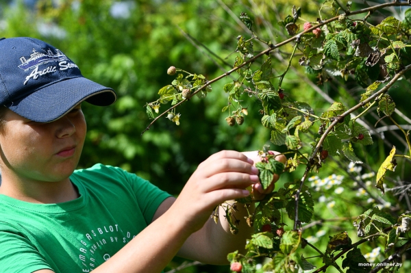 Собирает чернику, завел козу. История белоруса, который в 66 лет остался один с четырьмя детьми Собирает чернику, завел козу. История белоруса, который в 66 лет остался один с четырьмя детьми