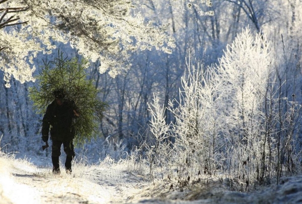 В Брестском ЖКХ сообщили, где оставлять старые ёлки и когда их будут вывозить