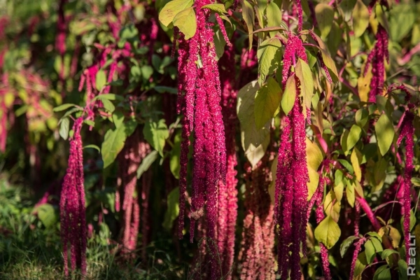 «Высадил рассаду на 11 тысяч долларов». Как обычный парень из Бреста создал сад с тысячами растений на 2 гектарах «Высадил рассаду на 11 тысяч долларов». Как обычный парень из Бреста создал сад с тысячами растений на 2 гектарах