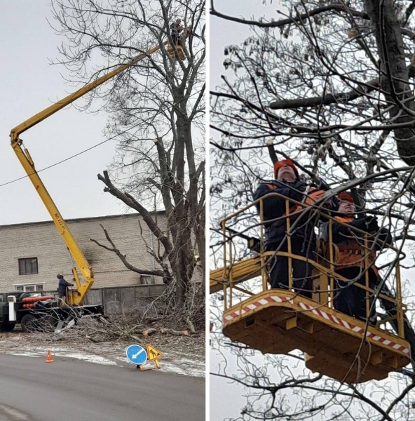 Более 2 тысяч аварийных деревьев спилили в Бресте в 2022 году Более 2 тысяч аварийных деревьев спилили в Бресте в 2022 году