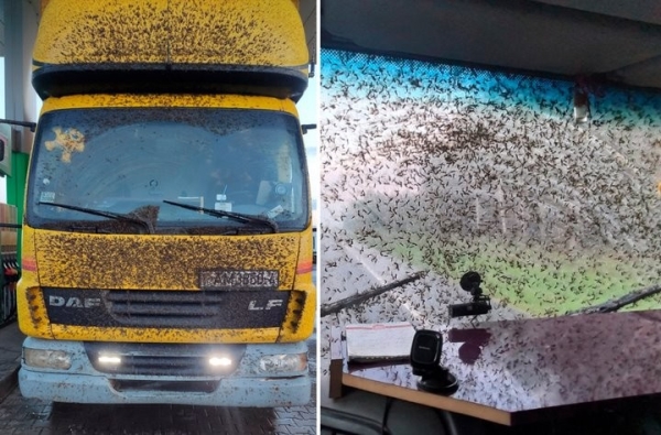 «Такого не видели нигде и никогда». Атака насекомых на трассе М6 «Такого не видели нигде и никогда». Атака насекомых на трассе М6