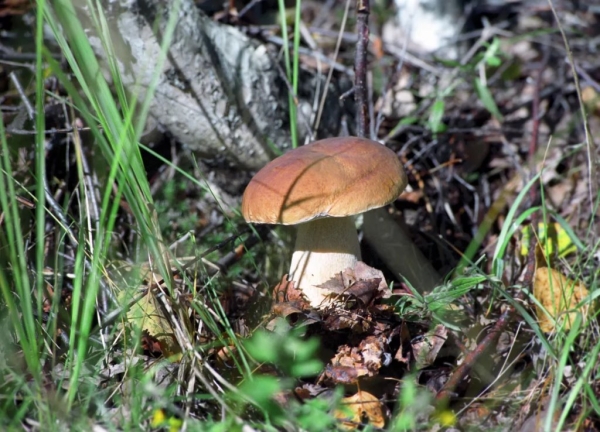 Самые грибные места Беларуси: где искать боровики и лисички