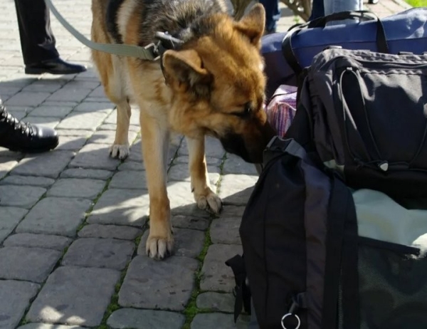 На границе в Бресте собака среагировала на пассажира автобуса. Что у него нашли? На границе в Бресте собака среагировала на пассажира автобуса. Что у него нашли?
