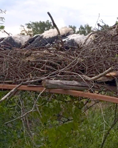 Жители Пинского района спасают попавших в беду аистов