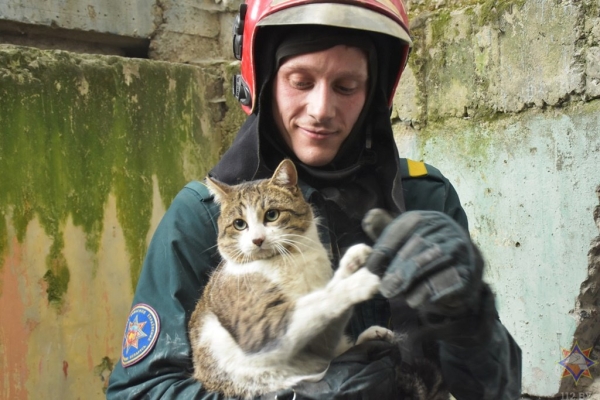 Брестские спасатели помогли коту, который застрял между бетонными плитами жилого дома Брестские спасатели помогли коту, который застрял между бетонными плитами жилого дома