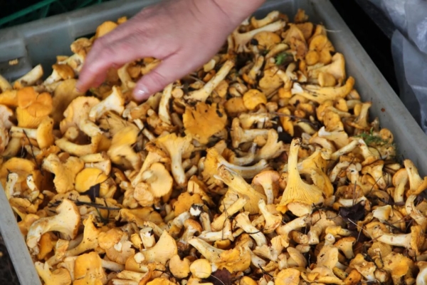 Самые грибные места Беларуси: где искать боровики и лисички