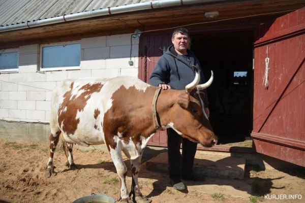 «Перестал есть мясо, потому что пью молоко». Как белорус завёл корову, которая родом из Шотландии