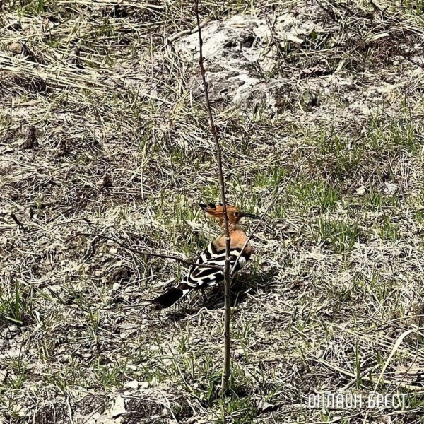 
                Читатель: Красивая птица. Увидели Удода на Брестчине
            