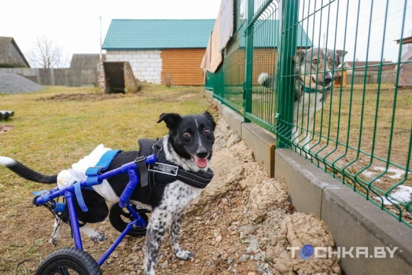 Девушка с инвалидностью спасает парализованных животных и делает им коляски