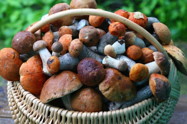 Самые грибные места Беларуси: где искать боровики и лисички