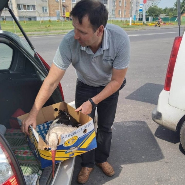 Жители Пинского района спасают попавших в беду аистов