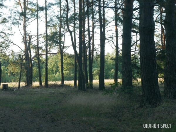 Вдоль Беловежской пущи: Каменецкий, Пружанский и Свислочский районы создают единый турмаршрут Вдоль Беловежской пущи: Каменецкий, Пружанский и Свислочский районы создают единый турмаршрут