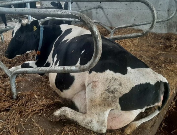 В Пинском районе коровы отдыхают на матах
