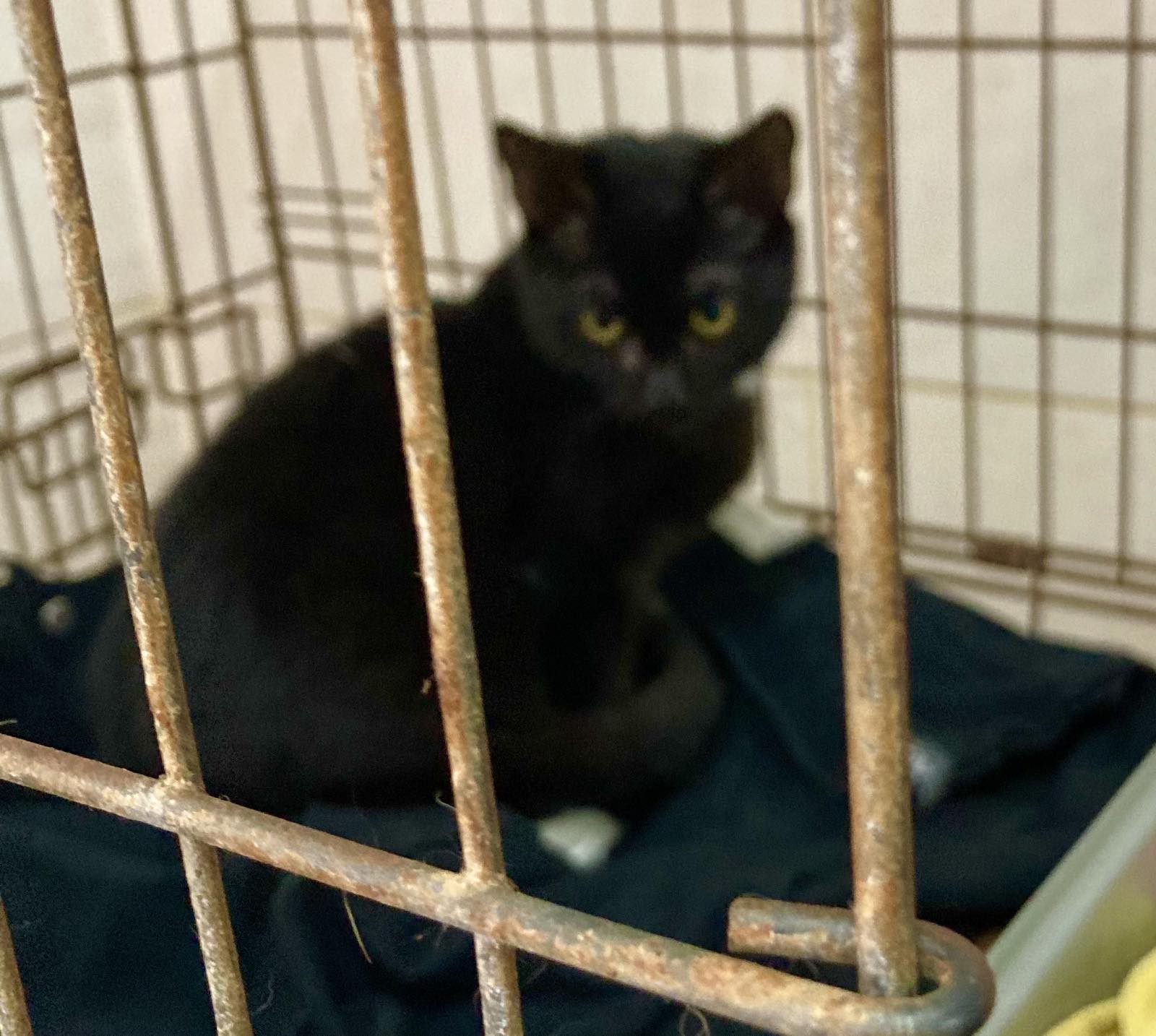 Віцебскі прытулак «Добрык» — тэрыторыя надзеі і добразычлівасці Віцебскі прытулак «Добрык» — тэрыторыя надзеі і добразычлівасці