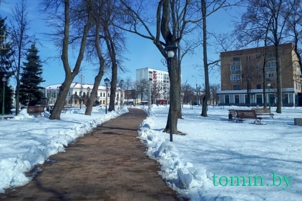 В Бресте расцвела форзиция… на снегу