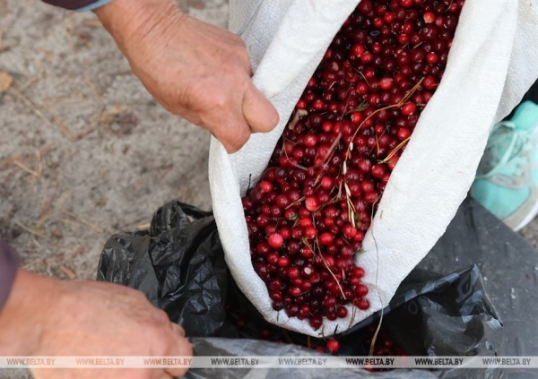 Ольманские болота - клюквенный рай (Брестская область)