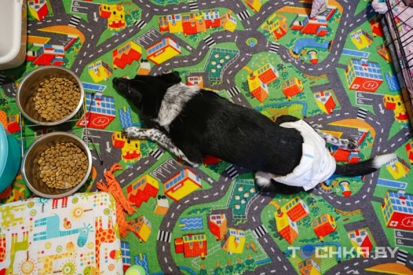 Девушка с инвалидностью спасает парализованных животных и делает им коляски