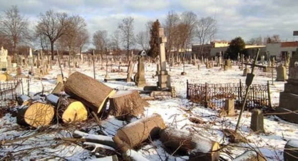 Как решается проблема аварийных деревьев на кладбищах Бреста Как решается проблема аварийных деревьев на кладбищах Бреста