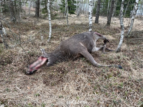 Погранкомитет: за неделю литовские пограничные заграждения «убили» четыре лося. Фото Погранкомитет: за неделю литовские пограничные заграждения «убили» четыре лося. Фото
