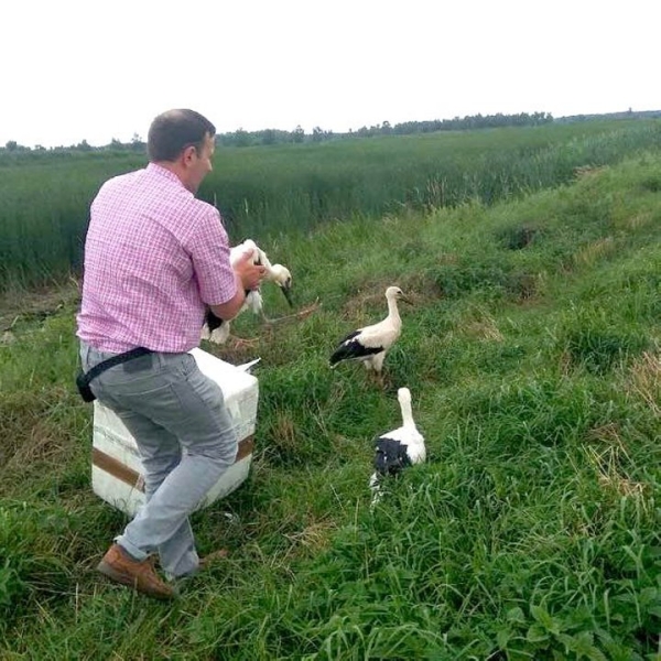 Жители Пинского района спасают попавших в беду аистов