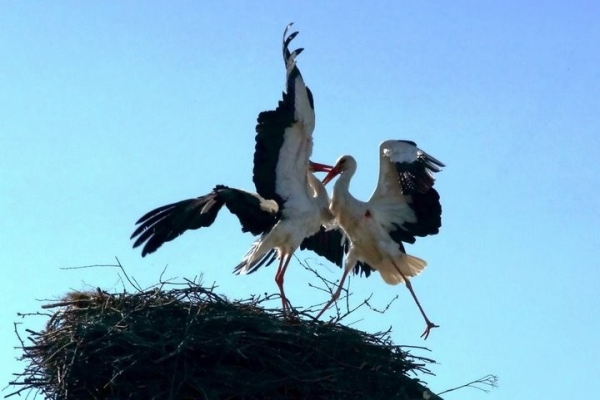 «Одного убили, второго ранили». Драку между… аистами наблюдали в Брестской области