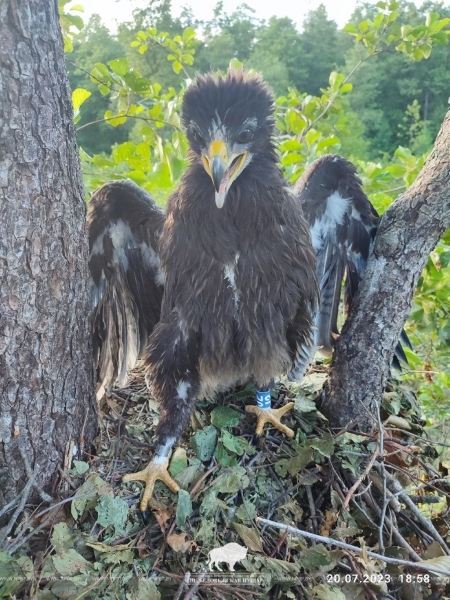 Известны результаты мониторинга большого подорлика в Беловежской пуще