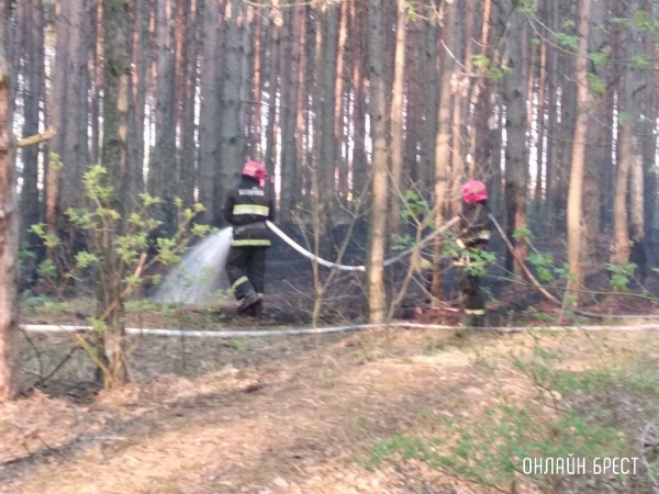 Спасатели Брестской области за минувшую неделю более 20 раз выезжали на тушение палов