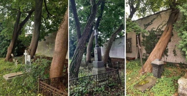 Как решается проблема аварийных деревьев на кладбищах Бреста Как решается проблема аварийных деревьев на кладбищах Бреста