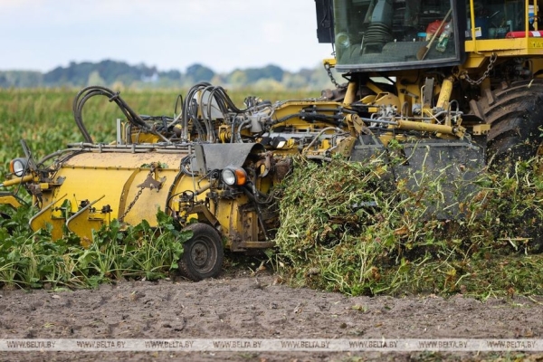 Жабинковский сахарный завод начинает переработку свеклы. Репортаж