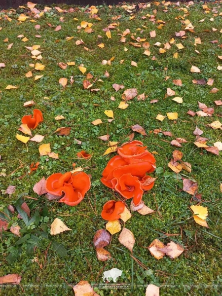 В Беловежской пуще нашли необычный гриб