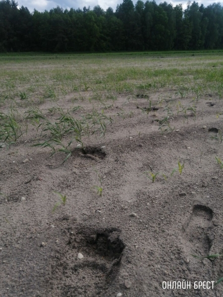 Читатель: Следы медведя? Фото сделаны в Жабинковском районе
Читатель: Следы медведя? Фото сделаны в Жабинковском районе