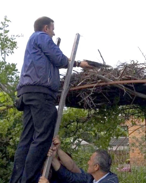 Жители Пинского района спасают попавших в беду аистов